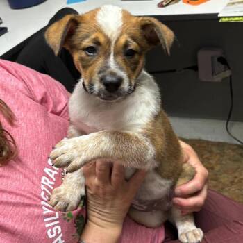 Cattle Dog and Mixed Breed Dogs Available for Adoption in Wadena, Minnesota - Henna | PetCurious