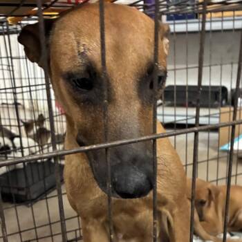 Gru -  Shepherd and Mixed Breed Dog for Adoption in Edinburg, Texas - Gru | PetCurious