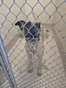 Vc-8 -  Mastiff Dog for Adoption in Lawrenceville, Georgia - Vc-8 | PetCurious