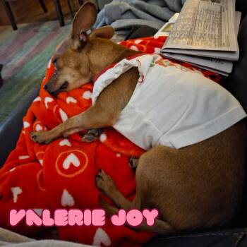 Dachshund and Chihuahua Dogs Available for Adoption in San Antonio, Texas - Valerie Joy | PetCurious