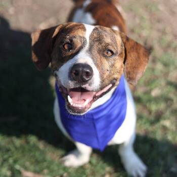 ATHEO -  Terrier Dog for Adoption in San Antonio, Texas - ATHEO | PetCurious