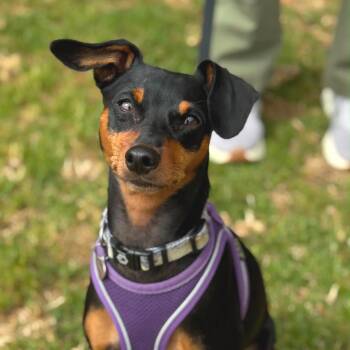 FIONA -  Miniature Pinscher Dog for Adoption in San Francisco, California - FIONA | PetCurious