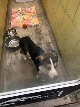 Mixed Breed Dogs Available for Adoption - Henry | PetCurious