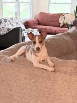 Rat Terrier and Mixed Breed Dogs Available for Adoption in Morton Grove, Illinois - Rowdy | PetCurious