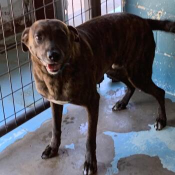 Plott Hound Dogs Available for Adoption in Hearne, Texas - Sully | PetCurious