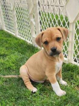 Big brother -  Boxer and Terrier Dog for Adoption in Louisville, Ohio - Big Brother | PetCurious