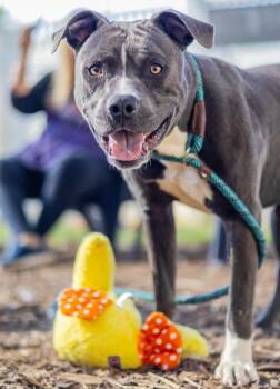 Calculator -  Mixed Breed Dog for Adoption in Chamblee, Georgia - Calculator | PetCurious