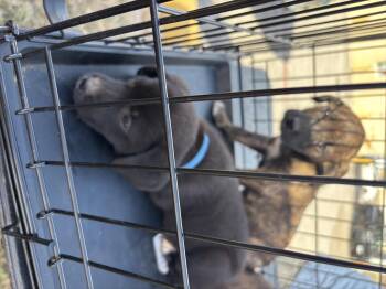 Rescue Labrador Retriever and Terrier Dogs for Adoption in Haslet, Texas - Barkley | PetCurious