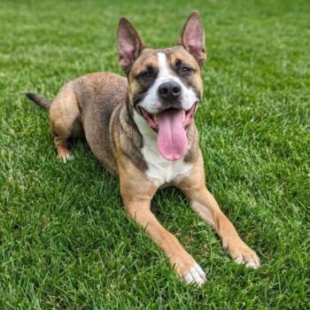 Mixed Breed Dogs Available for Adoption in Jeffersonville, Indiana - Cyrus | PetCurious