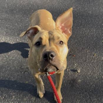Mixed Breed Dogs Available for Adoption in Patchogue, New York - Koi | PetCurious