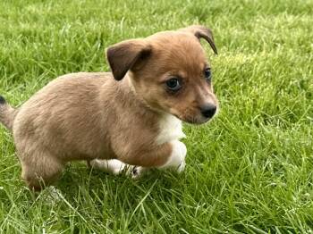 Jack Russell Terrier and Rat Terrier Dogs Available for Adoption in Armada, Michigan - Finn And Pinto  | PetCurious