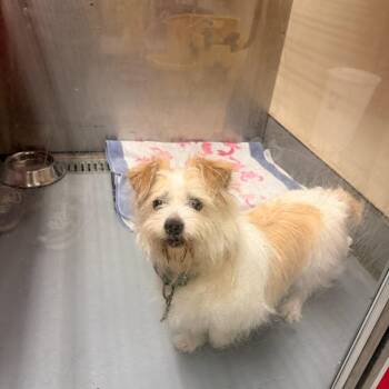 MAXIMUS -  Terrier and West Highland White Terrier Westie Dog for Adoption in Richmond, California - MAXIMUS | PetCurious