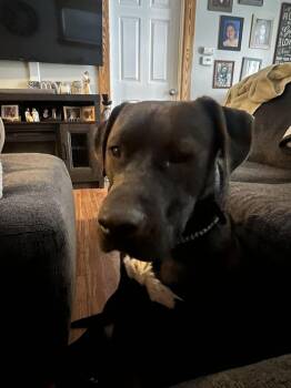 Labrador Retriever Dogs Available for Adoption - Charlie | PetCurious