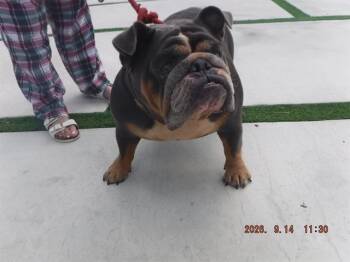 BELLA -  English Bulldog Dog for Adoption in Doral, Florida - BELLA | PetCurious