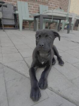 Splash - nemo litter -  Labrador Retriever Dog for Adoption in Holly Springs, North Carolina - Splash - Nemo Litter | PetCurious
