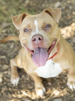 Nacho -  Mixed Breed Dog for Adoption in Hamilton, Ohio - Nacho | PetCurious