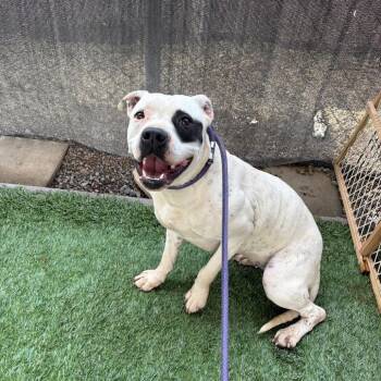 Pit Bull Terrier Dogs Available for Adoption in Turlock, California - Phoebe | PetCurious
