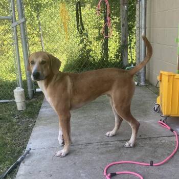 Sheriff -  Mixed Breed Dog for Adoption in Jacksboro, Tennessee - Sheriff | PetCurious
