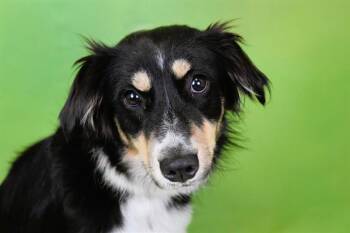 LINDA -  Australian Shepherd and Mixed Breed Dog for Adoption in Fort Lauderdale, Florida - LINDA | PetCurious