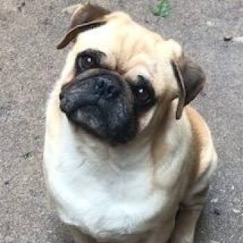 Rescue Pug Dogs for Adoption in Lincolnwood, Illinois - Sam | PetCurious