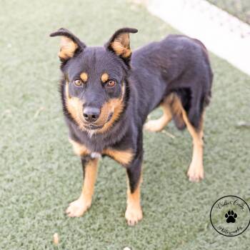 Snickers -  Australian Shepherd and Mixed Breed Dog for Adoption in Abilene, Texas - Snickers | PetCurious