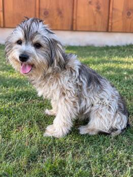 Logan -  Yorkshire Terrier Dog for Adoption in Helotes, Texas - Logan | PetCurious