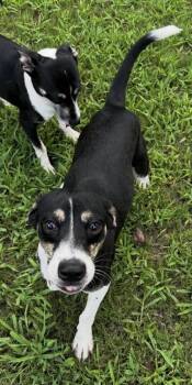 Hank -  Rat Terrier Dog for Adoption in Washington, District Of Columbia - Hank | PetCurious