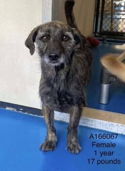 Terrier and Mixed Breed Dogs Available for Adoption - Pogo | PetCurious