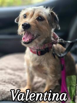 Dachshund Dogs Available for Adoption in Hollywood, Florida - Valentina | PetCurious