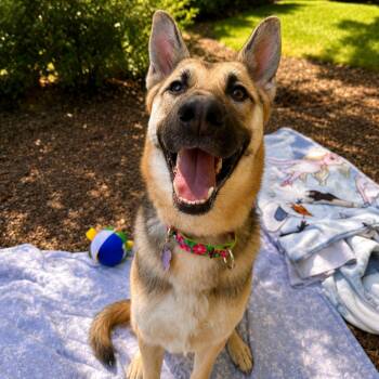 Kara -  German Shepherd Dog Dog for Adoption in Hopkinton, Massachusetts - Kara | PetCurious