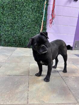 Pug and Mixed Breed Dogs Available for Adoption - Shadow | PetCurious