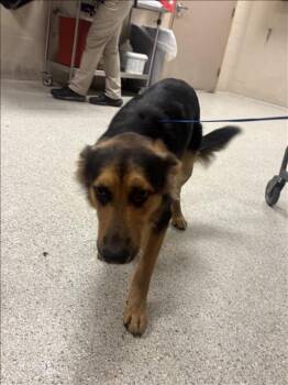 Rescue German Shepherd Dog and Mixed Breed Dogs for Adoption in Conroe, Texas - GATOR | PetCurious