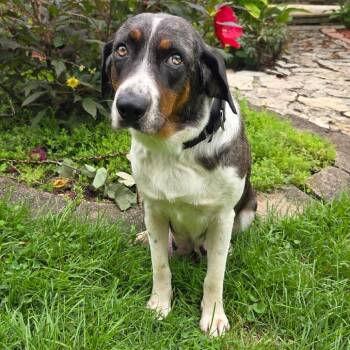 Sequoia - Coming Soon! -  Mixed Breed Dog for Adoption in Naperville, Illinois - Sequoia - Coming Soon! | PetCurious