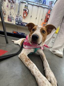 Koda -  Australian Cattle Dog Blue Heeler Dog for Adoption in Labelle, Florida - Koda | PetCurious