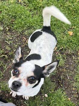 Rescue Chihuahua and Rat Terrier Dogs for Adoption in Ventura, California - Frankie | PetCurious