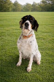 English Setter Dogs Available for Adoption in Hearne, Texas - Waylon | PetCurious