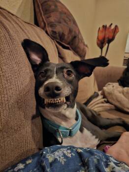 Elise -  Mcnab and Border Collie Dog for Adoption in Dickinson, Texas - Elise | PetCurious