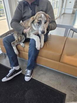 Rescue Mixed Breed Dogs for Adoption in Fort Worth, Texas - 59717922 | PetCurious