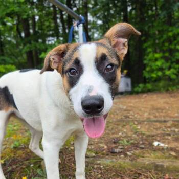 Lakota -  Mixed Breed Dog for Adoption in Douglasville, Georgia - Lakota | PetCurious