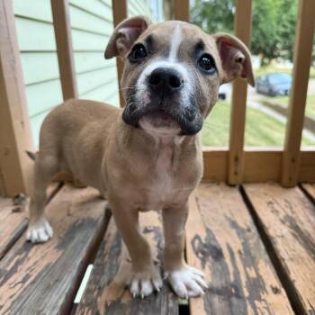 George -  Pit Bull Terrier Dog for Adoption in Madison, Wisconsin - George | PetCurious