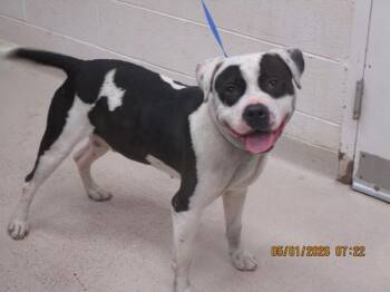 American Staffordshire Terrier Dogs Available for Adoption in Marietta, Georgia - (830) | PetCurious