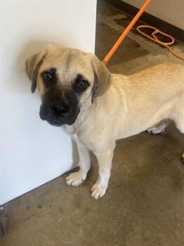 ROCKET -  Anatolian Shepherd and Mixed Breed Dog for Adoption in Ontario, California - ROCKET | PetCurious