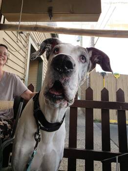 Reyna -  Great Dane Dog for Adoption in Pensacola, Florida - Reyna | PetCurious