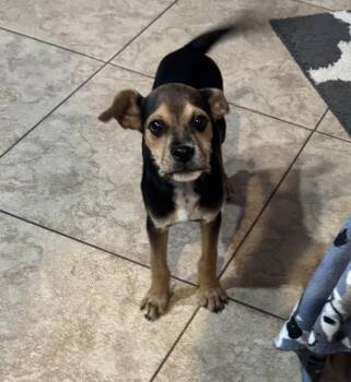 Rescue Terrier and Pug Dogs for Adoption in Peoria, Arizona - Buddie | PetCurious