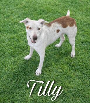 Terrier Dogs Available for Adoption in Sherman, Texas - Tilly | PetCurious