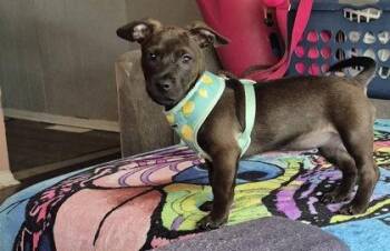 Nora -  Mixed Breed Dog for Adoption in Hobart, Indiana - Nora | PetCurious