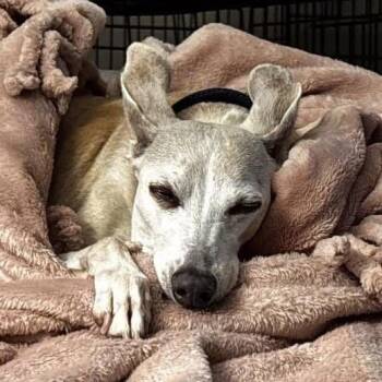 Rescue Italian Greyhound Dogs for Adoption in Lemont, Illinois - Rex | PetCurious