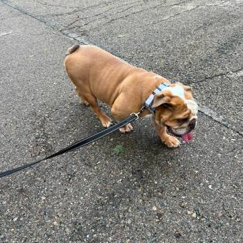 Isabella -  English Bulldog Dog for Adoption in Huber Heights, Ohio - Isabella | PetCurious