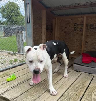 Tux -  Bull Terrier and Mixed Breed Dog for Adoption in Lagrange, Indiana - Tux | PetCurious