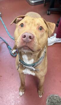 Pit Bull Terrier Dogs Available for Adoption - Prince | PetCurious